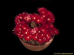 Sulcorebutia steinbachii v. tintinensis HS57a 1157